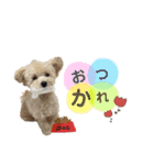 ティーカッププードルのジャス＆アンコ（個別スタンプ：3）