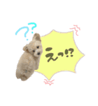 ティーカッププードルのジャス＆アンコ（個別スタンプ：6）