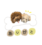 ティーカッププードルのジャス＆アンコ（個別スタンプ：8）