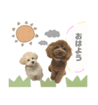 ティーカッププードルのジャス＆アンコ（個別スタンプ：9）