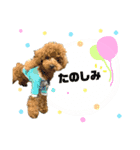ティーカッププードルのジャス＆アンコ（個別スタンプ：12）