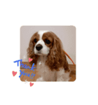 キャバリアなーちゃん（個別スタンプ：1）