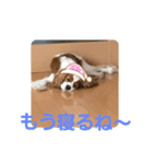 キャバリアなーちゃん（個別スタンプ：3）