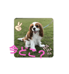 キャバリアなーちゃん（個別スタンプ：5）