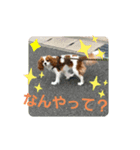 キャバリアなーちゃん（個別スタンプ：7）