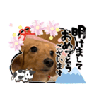 ららちゃんスタンプ5（個別スタンプ：3）