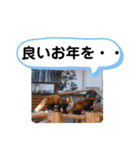 たけしのスタンプ  その16（個別スタンプ：22）