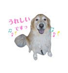 ゴールデンレトリバーのルナ その2（個別スタンプ：4）