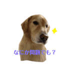 ゴールデンレトリバーのルナ その2（個別スタンプ：15）