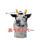 ゴールデンレトリバーのルナ その2（個別スタンプ：16）