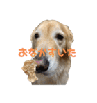 ゴールデンレトリバーのルナ その2（個別スタンプ：21）