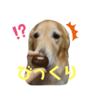 ゴールデンレトリバーのルナ その2（個別スタンプ：23）