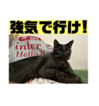 愛しのごっちゃんスタンプ2（個別スタンプ：1）