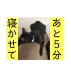 愛しのごっちゃんスタンプ2（個別スタンプ：4）
