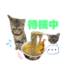 ひまにゃん5（個別スタンプ：1）