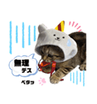 ひまにゃん5（個別スタンプ：3）