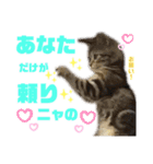 ひまにゃん5（個別スタンプ：5）