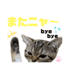 ひまにゃん5（個別スタンプ：6）