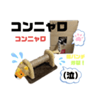 ひまにゃん5（個別スタンプ：11）