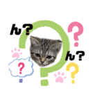 ひまにゃん5（個別スタンプ：13）