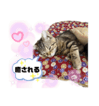ひまにゃん5（個別スタンプ：15）