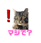 PJ＆POCHI＆KAYO/（個別スタンプ：1）