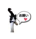 PJ＆POCHI＆KAYO/（個別スタンプ：3）