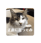PJ＆POCHI＆KAYO/（個別スタンプ：5）