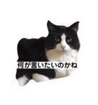 PJ＆POCHI＆KAYO/（個別スタンプ：15）