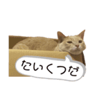 (猫)きなこもち（個別スタンプ：2）