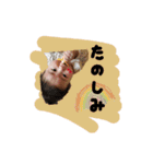 キコーピ（個別スタンプ：16）