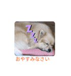 わんこの気持ちでお答え（個別スタンプ：2）