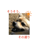 わんこの気持ちでお答え（個別スタンプ：4）