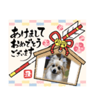 わんこの気持ちでお答え（個別スタンプ：13）