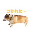 コーギーのこっちゃん2（個別スタンプ：11）