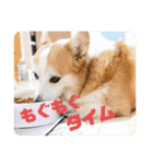 コーギーのこっちゃん2（個別スタンプ：13）