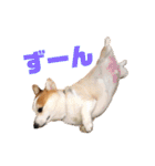 コーギーのこっちゃん2（個別スタンプ：21）