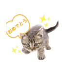 猫のぷく2（個別スタンプ：3）