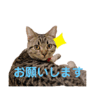 猫のぷく2（個別スタンプ：4）