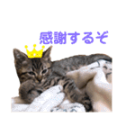 猫のぷく2（個別スタンプ：5）