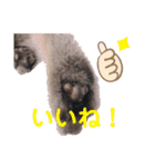猫のぷく2（個別スタンプ：6）