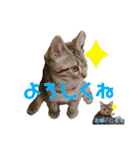 猫のぷく2（個別スタンプ：7）