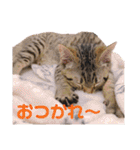 猫のぷく2（個別スタンプ：10）