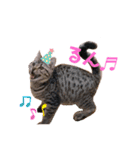 猫のぷく2（個別スタンプ：12）