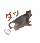 猫のぷく2（個別スタンプ：13）