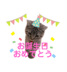 猫のぷく2（個別スタンプ：16）