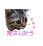 猫のぷく2（個別スタンプ：17）