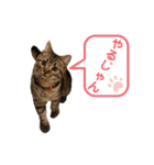 猫のぷく2（個別スタンプ：19）