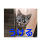 猫のぷく2（個別スタンプ：20）