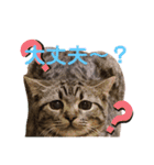 猫のぷく2（個別スタンプ：21）